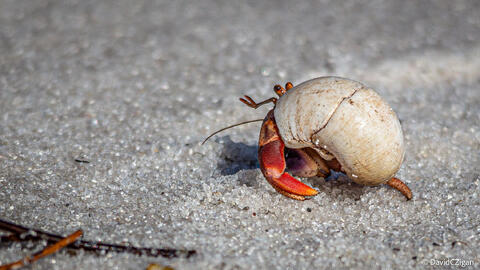 a hermit crabs moves across the sand