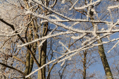 unique heavy frost on tree branches against sky