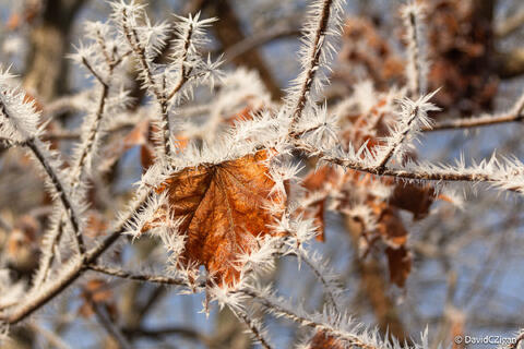 close-up of heavy frost crystals surround a leaf