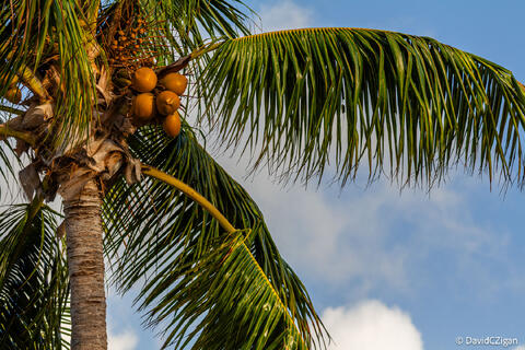 close-up of coconuts on a palm tree on a sunny day