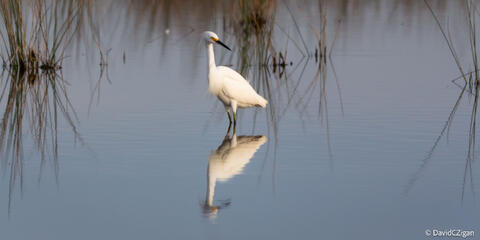 snowy egret on calm water with reflection