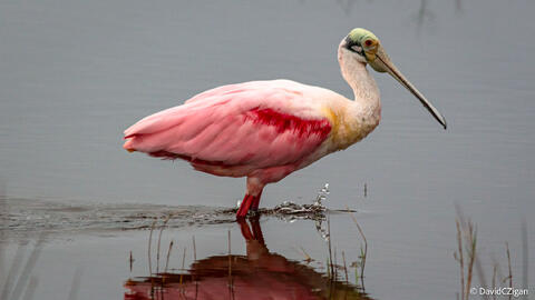 side-view of a roseate spoonbill in calm water