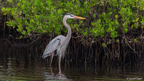 a regal tall bird wades in water with mangroves
