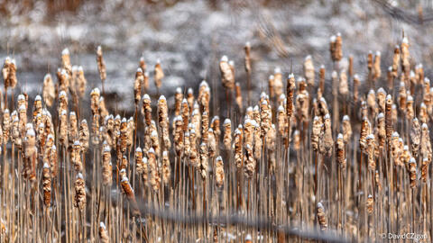 full frame view of cattails in winter