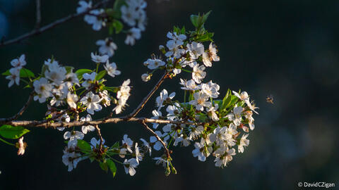 a honeybee hovers near a tree with white blossoms