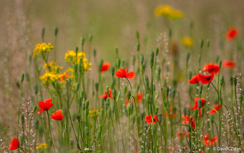 rural scene of field with colorful red poppies
