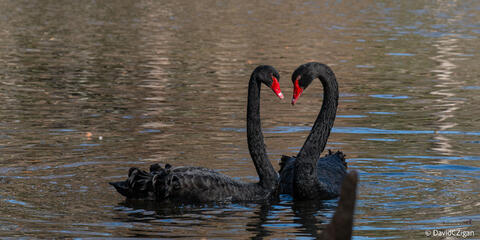 Tranquil Swans together