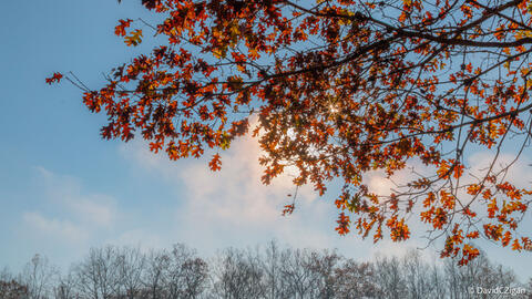 sunlight sparkles through autumn leaves overhead