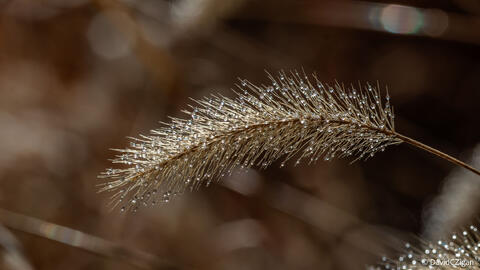 droplets on a foxtail grass seedhead