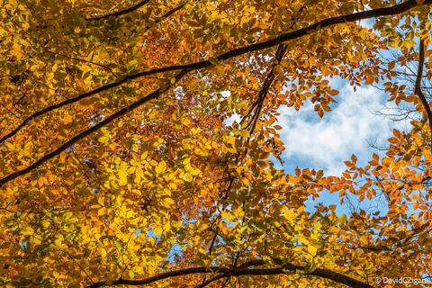 golden canopy of autumn leaves overhead during peak color