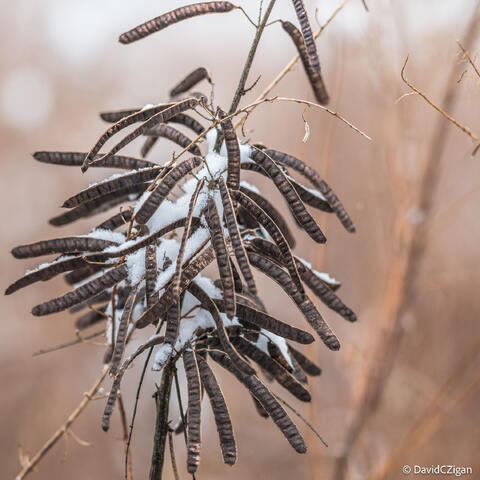 snow covered cluster of seed pods in a field