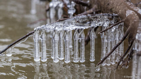 unique cluster of long icicles over water along a riverbank