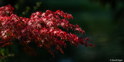 Autumn approaches Kyoto