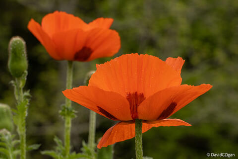 view of vivid orange flowers