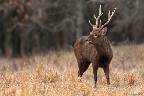a deer with antlers in a field