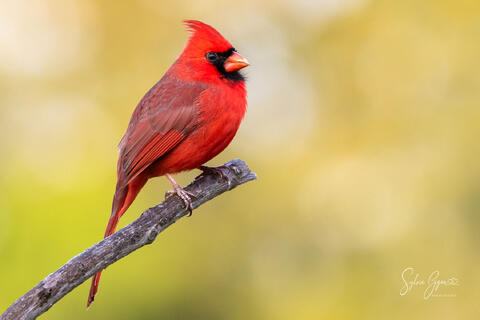 Solace in Scarlet