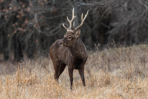 oh deer!