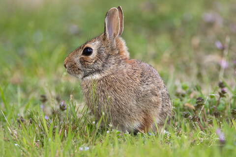 little bunny