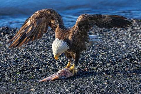 an eagle on a rocky beach with a fish