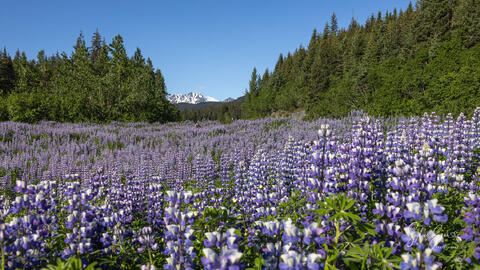 field of colorful flowers