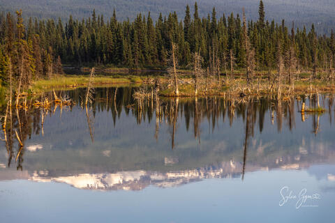 pine forest and mountains reflected in calm water