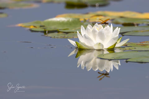 The Lily's quiet guest (LE)