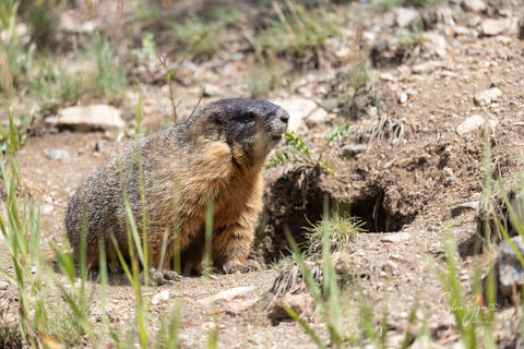 marmot at den in sunlight