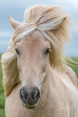 Wind-blown majesty