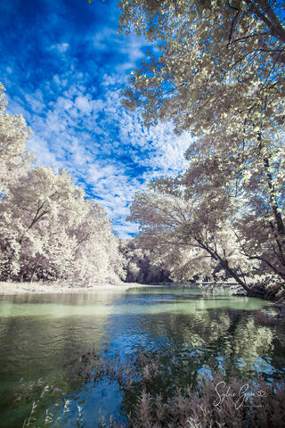 infrared view of trees and water reflection