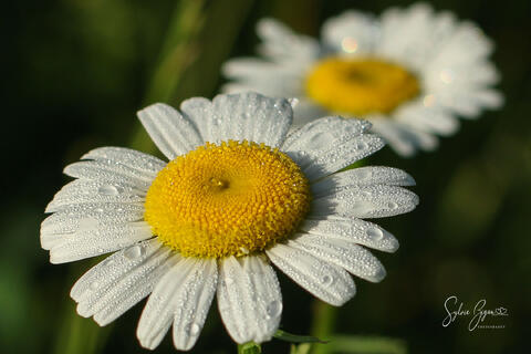 full frame close-up macro view of dewdrops on daisy flowers