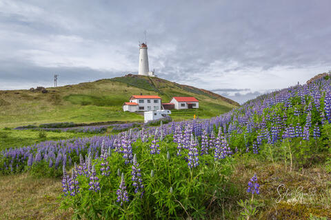 field of flowers with a lighthouse in the background