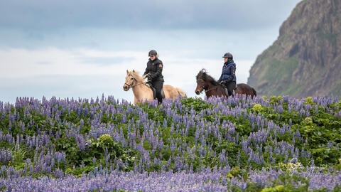 two mounted horses in a field of flowers with mountains in the background