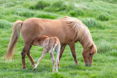 a young horse with a mare in a green field