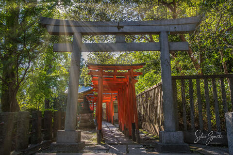 colorful torii gates