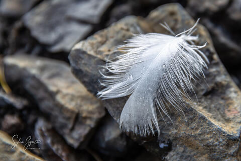 a feather on rocks