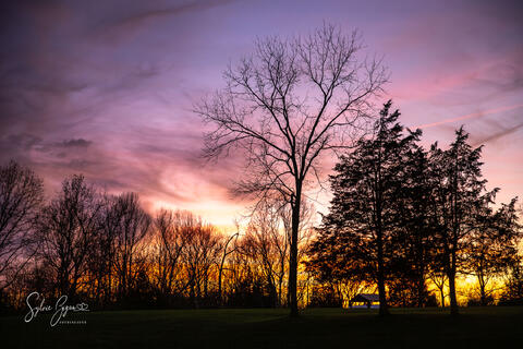 colorful sunrise behind tree silhouettes