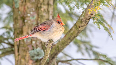 low angle view of a bird perched on a branch
