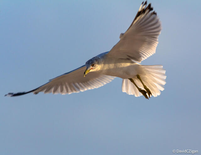 A bird with elegant outstretched wings in flight in soft sunlight