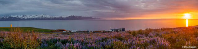 colorful panoramic view of sun low over the horizon with flowers in the foreground and water in the background