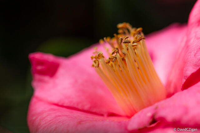 close-up macro view of a delicate pink and yellow camellia flower