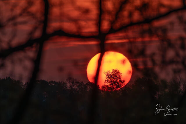 colorful sunrise through trees and branches