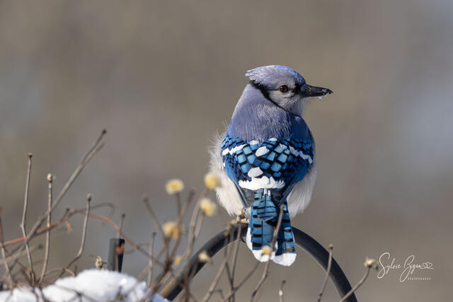 view of bluejay colorful feathers