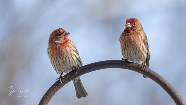 two birds perched looking at each other
