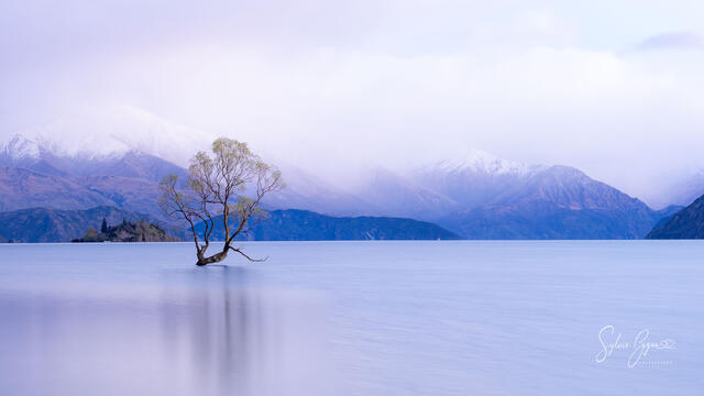 panoramic landscape long-exposure of a tree in the waters of a lake