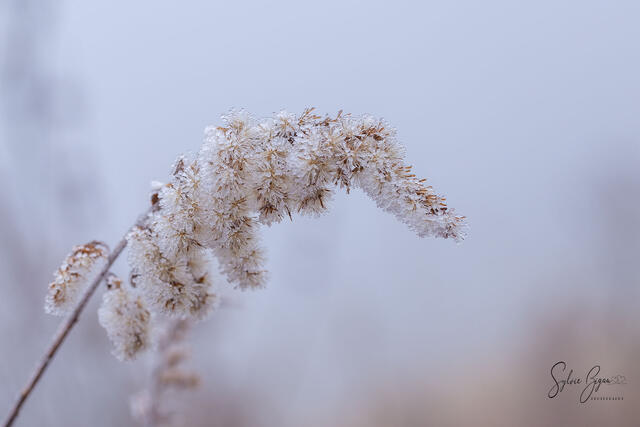 heavily loaded branch with frost bends over in a rural scene
