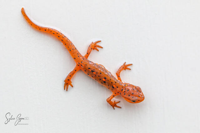 vivid orange salamander against a white background