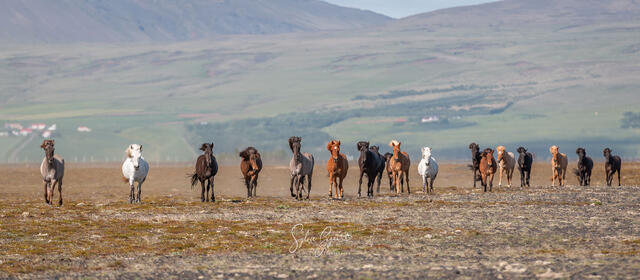 panoramic view of front view a row of horses running 