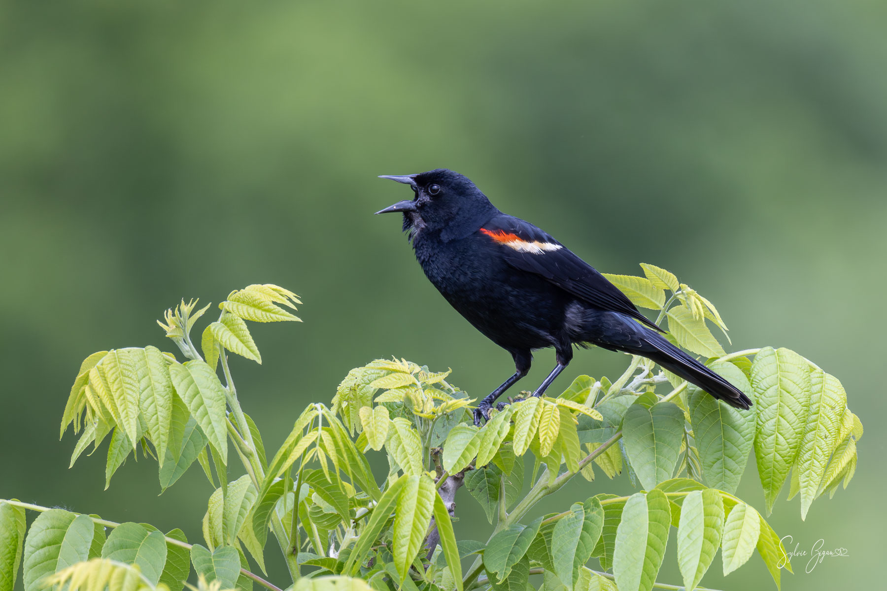 Voice of the marsh a perched bird calls