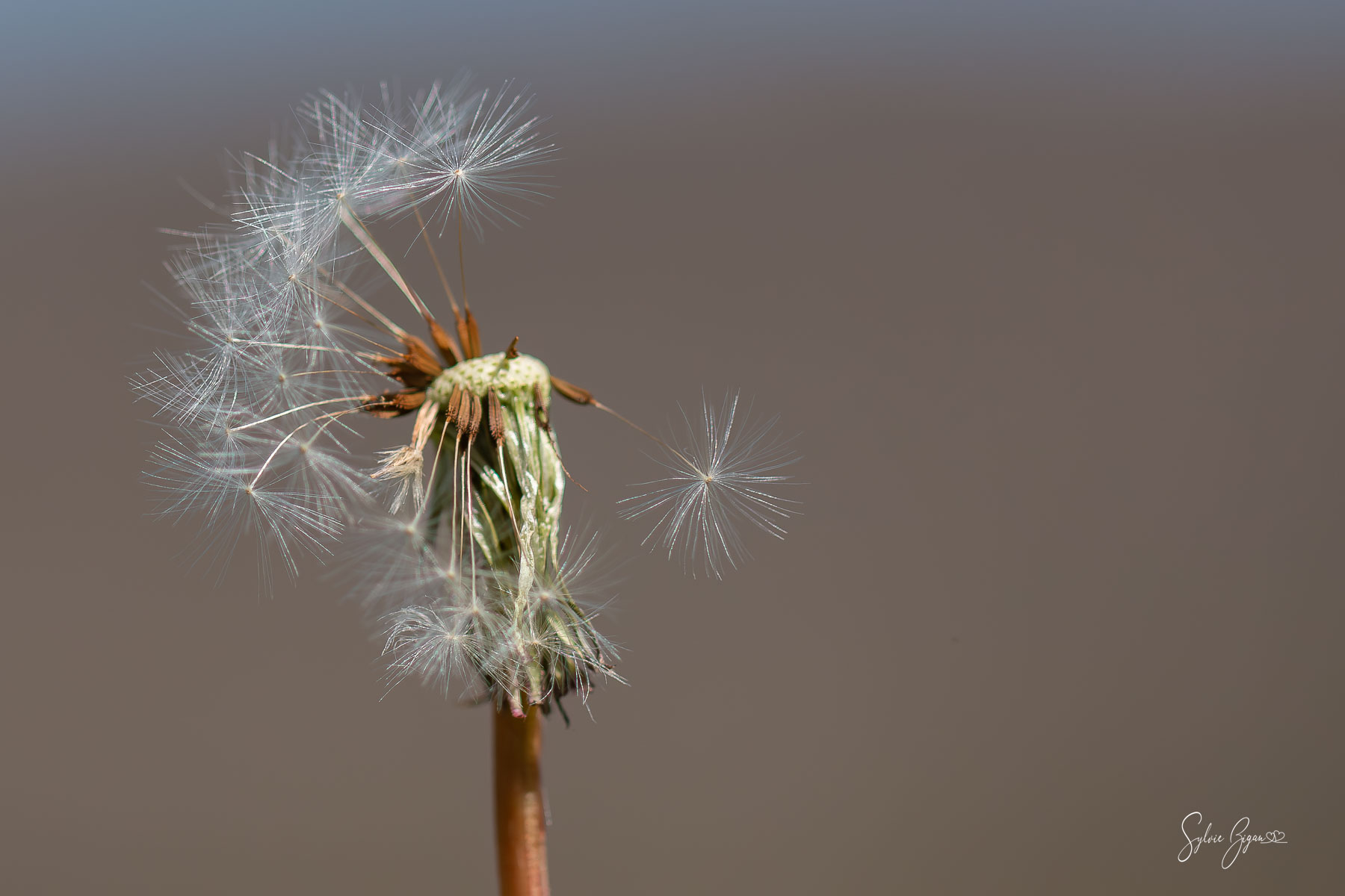 The Art of Letting Go seeds going airborne in the breeze